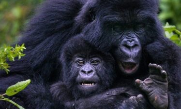 Gorillas and Chimpanzees Trek