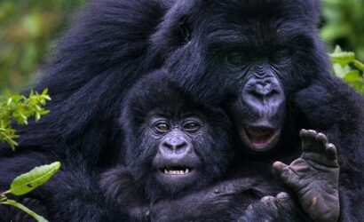 Gorillas and Chimpanzees Trek