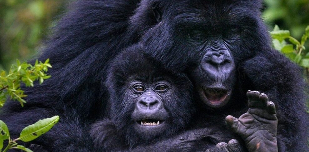 Gorillas and Chimpanzees Trek