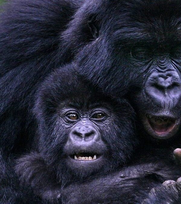 3 Day Uganda Gorilla Trekking Tour - Best Gorilla Trekking Uganda