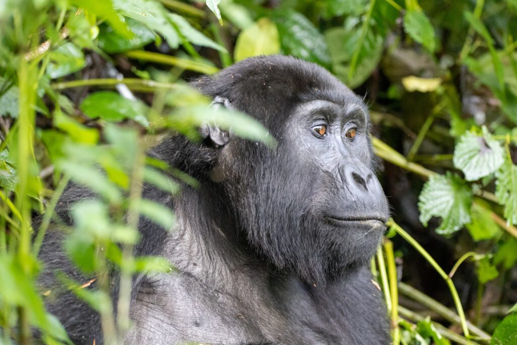 3 Day Uganda Gorilla Trekking Tour