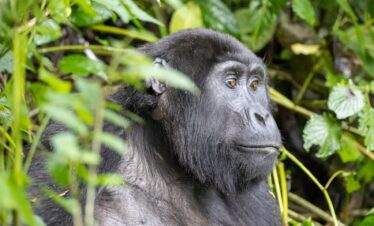 3 Day Uganda Gorilla Trekking Tour