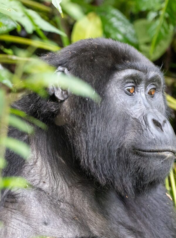 3 Day Uganda Gorilla Trekking Tour