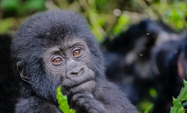 3 Day Uganda Gorilla Trekking Tour