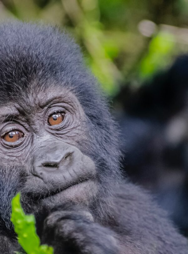 3 Day Uganda Gorilla Trekking Tour