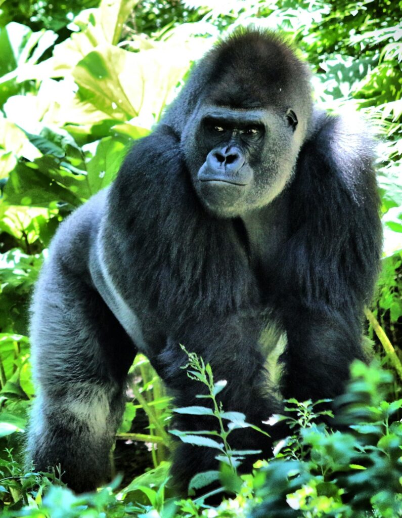Experience the Best Gorilla Trekking Uganda has to offer. Join guided tours in Bwindi & Mgahinga to see mountain gorillas up close. Book your safari today!