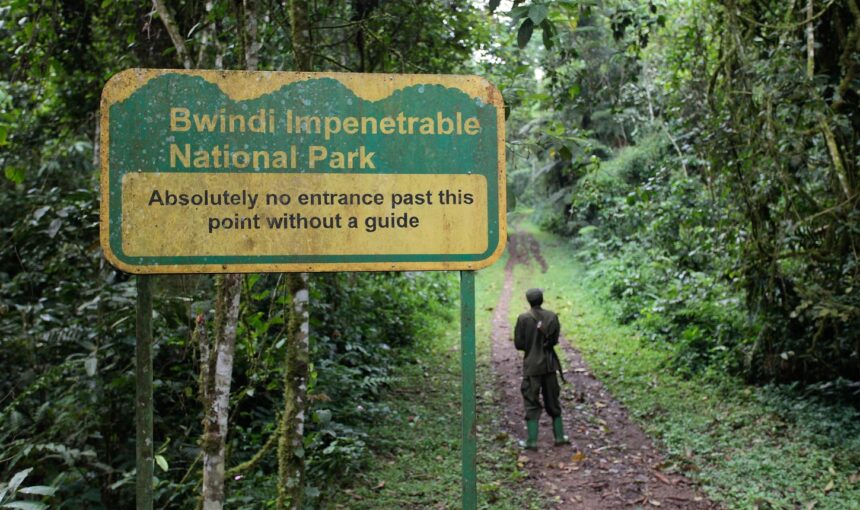 Bwindi Impenetrable National Park Uganda