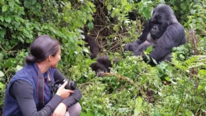 Gorilla Habituation Experience in Uganda