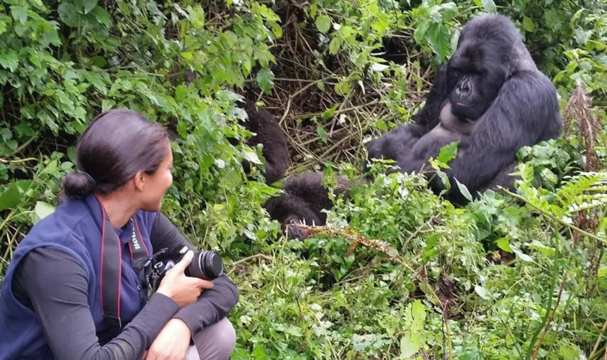 Gorilla Habituation Experience in Uganda