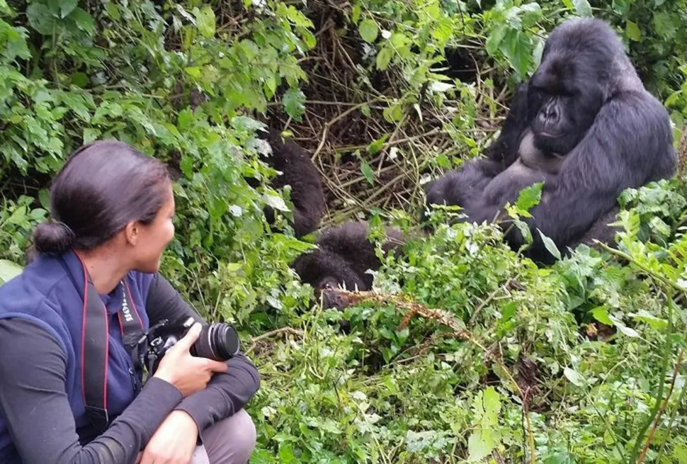 Gorilla Habituation Experience in Uganda