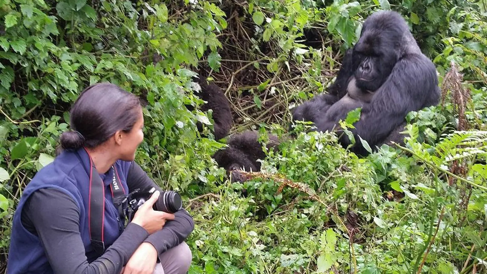 Gorilla Habituation Experience in Uganda