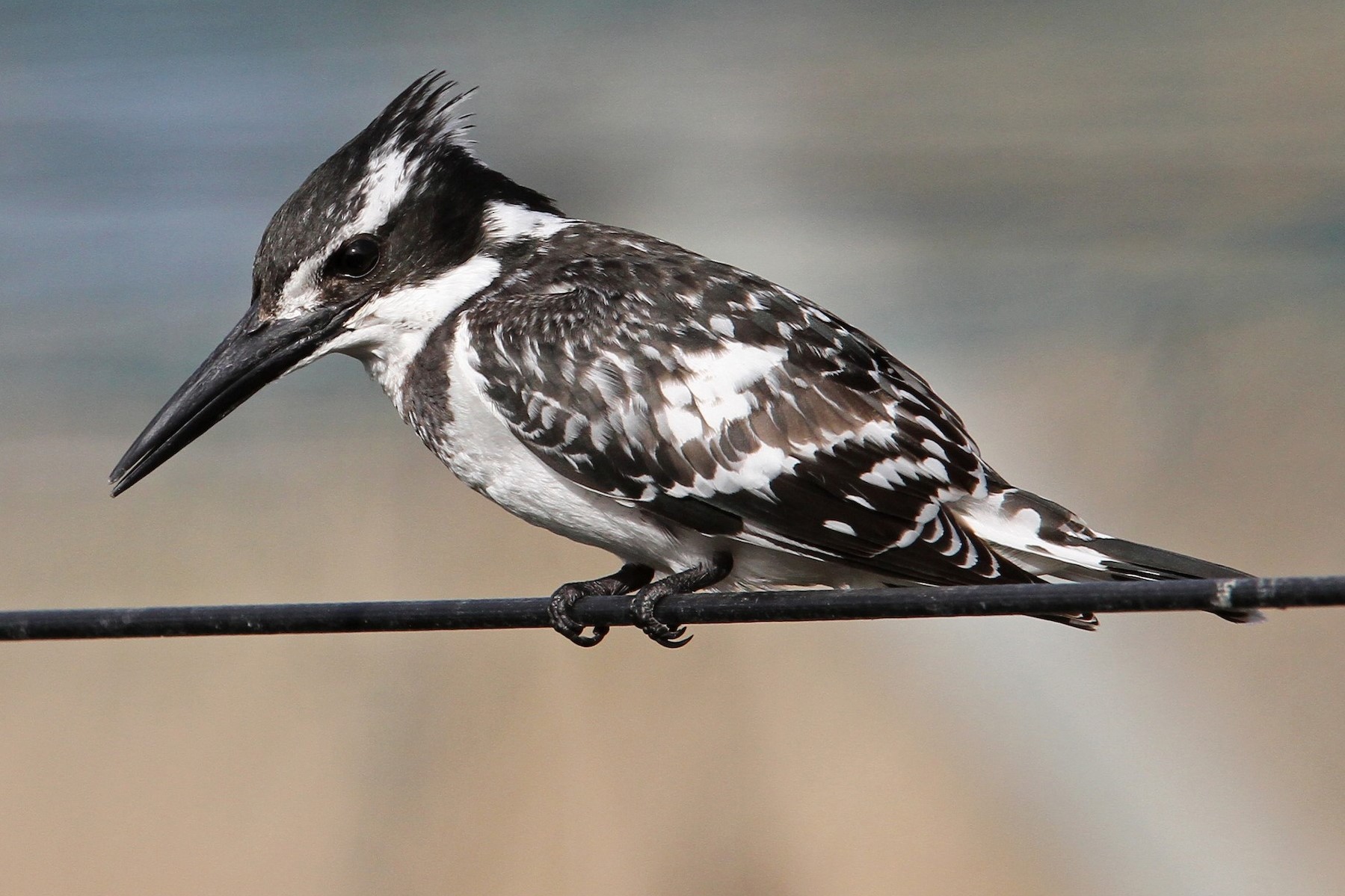 Close-up shot of a Pied kingfisher in Mabamba Swamp during a birding tour