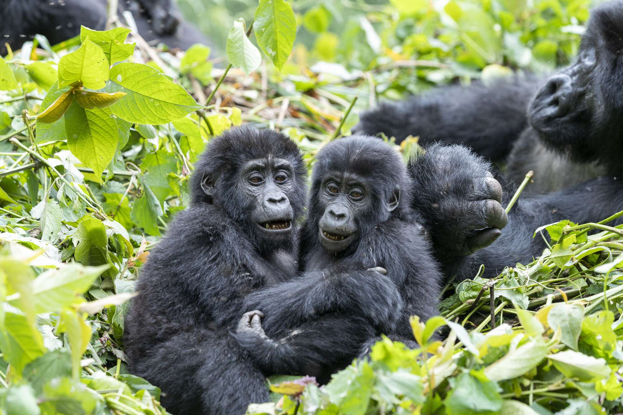 Posho Gorilla Family in the dense rainforest of Bwindi’s Nkuringo Sector, Uganda
