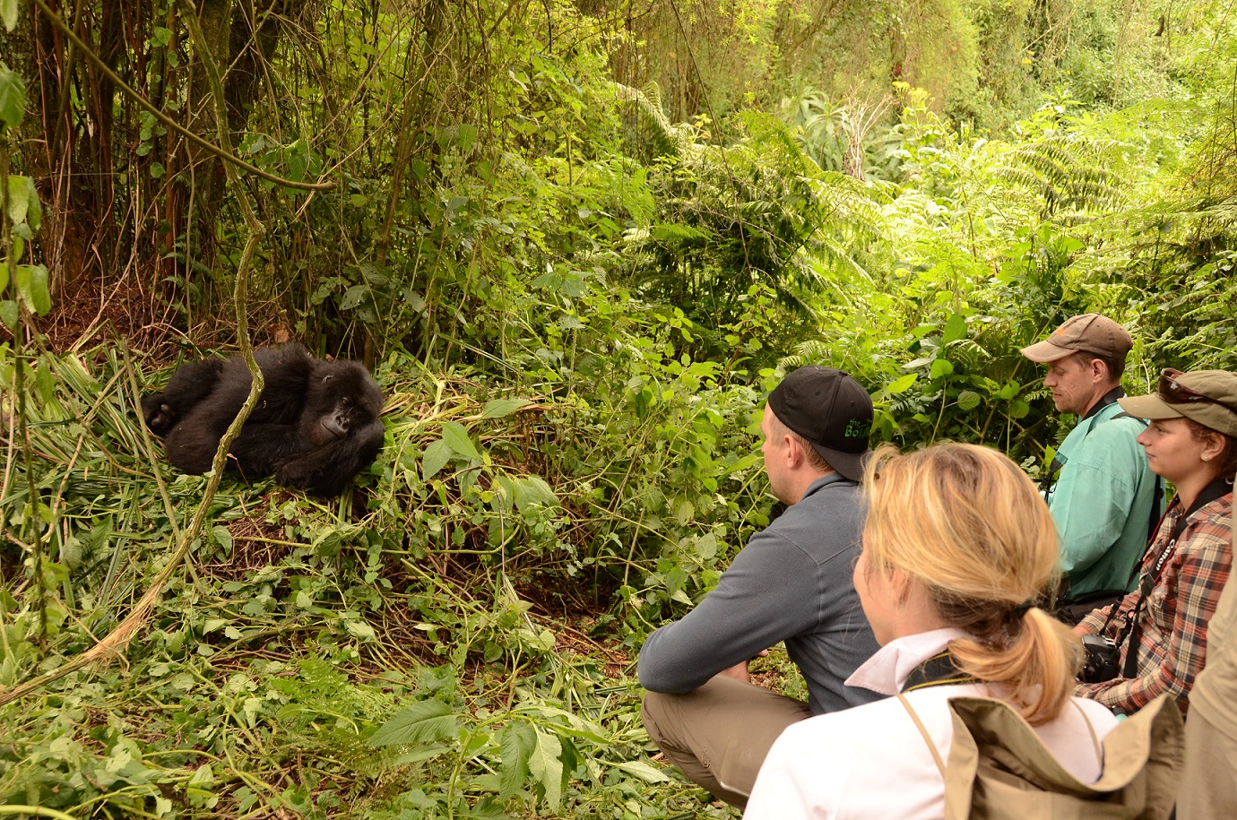 Tourists Observer a Gorilla Upclose during a Gorilla Habituation Experience in Rushaga, Bwindi