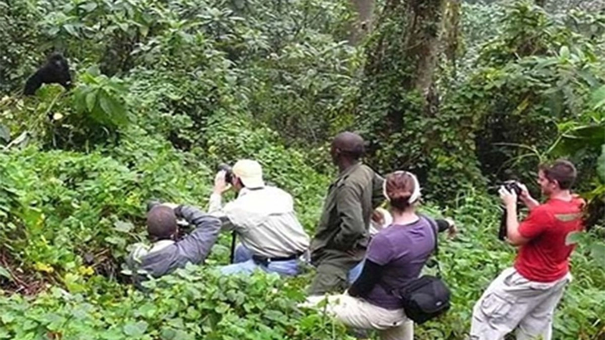 Tourists take pictures after sighting a Gorilla in Bwindi impenetrable national park