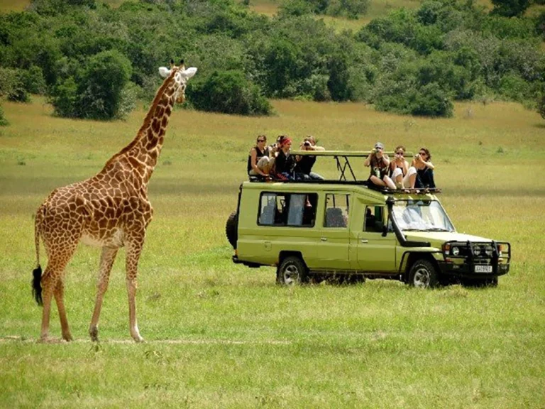 Uganda Wildlife Safaris