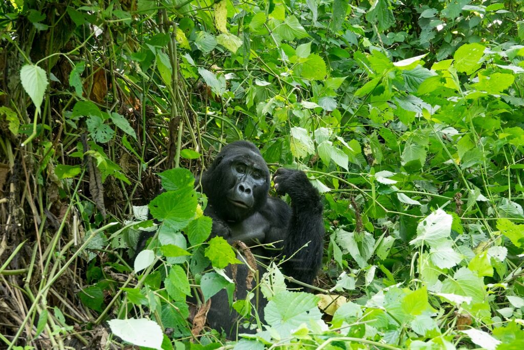 Group and family gorilla trekking in Uganda