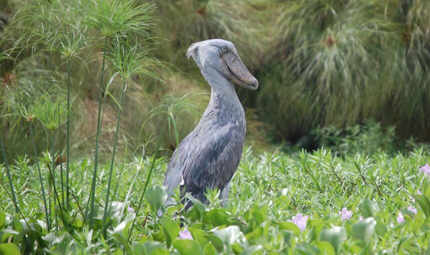 Mabamba Swamp Uganda