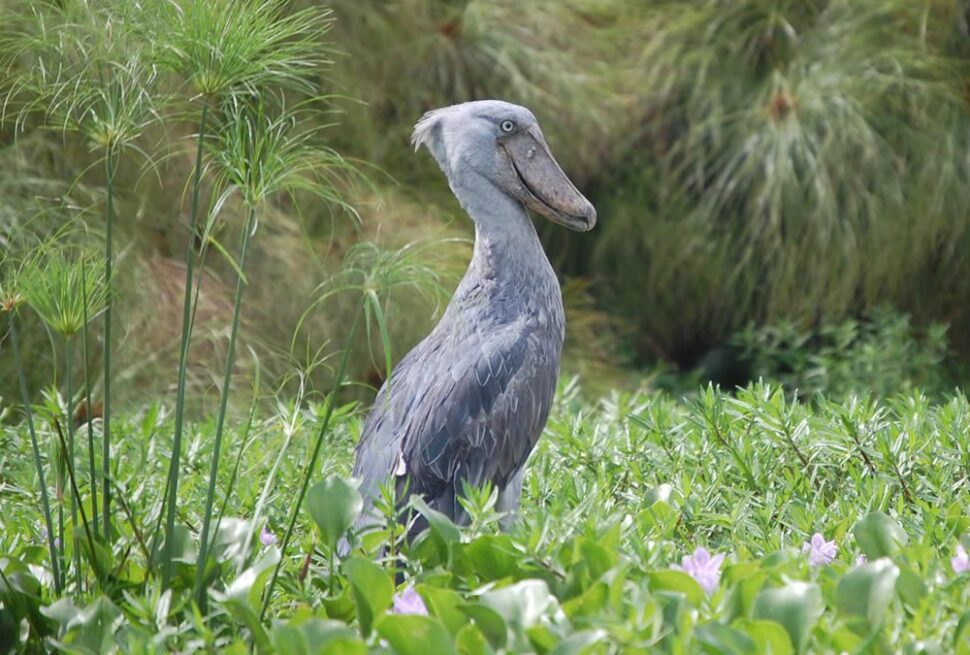Shoebill stork standing in the wetlands of Mabamba Swamp Uganda