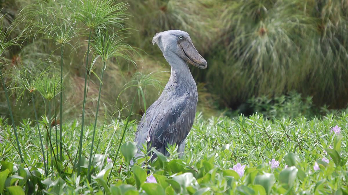 Shoebill stork standing in the wetlands of Mabamba Swamp Uganda